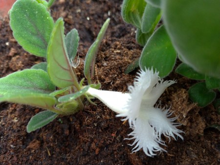 alsobia Dianthiflora